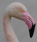 Greater Flamingo