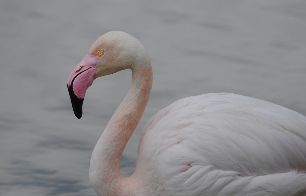 Greater Flamingo