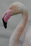 Greater Flamingo