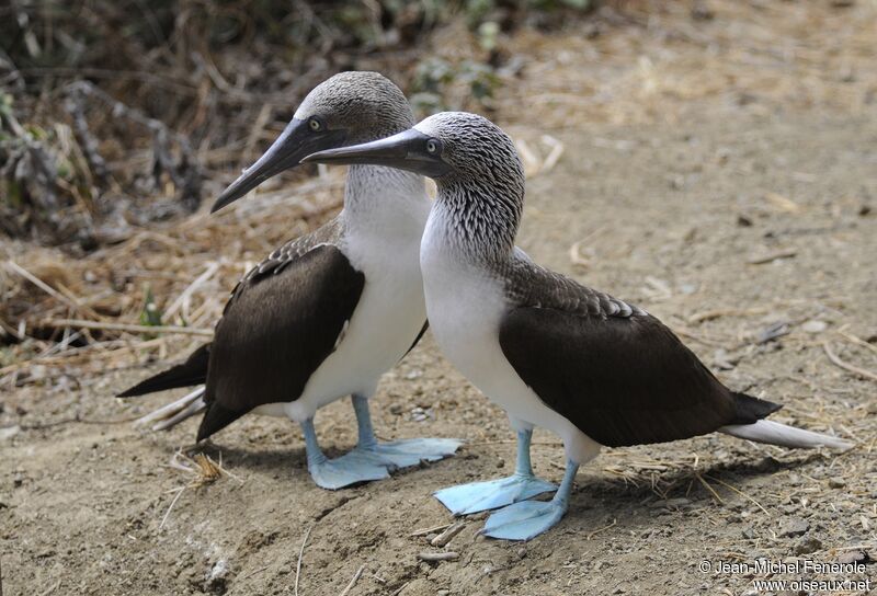 Blue-footed Booby 