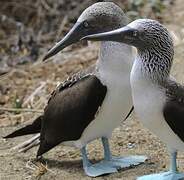 Blue-footed Booby