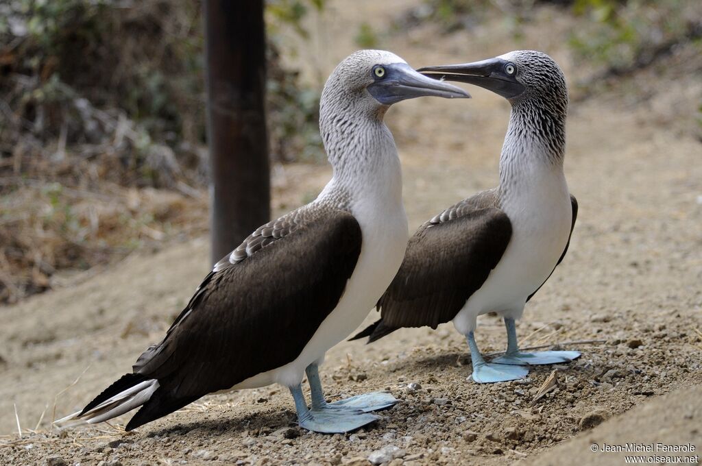 Fou à pieds bleus 