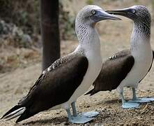 Blue-footed Booby