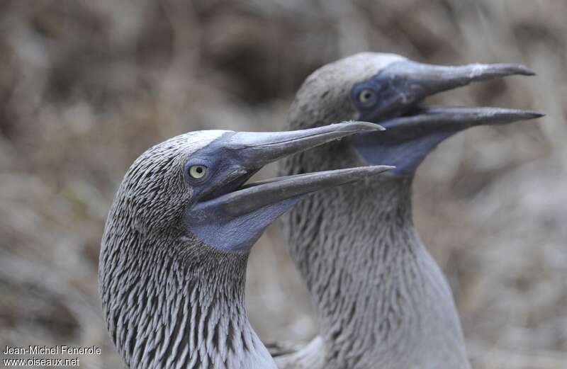 Blue-footed Boobyadult breeding, close-up portrait