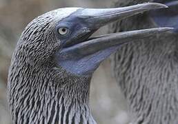 Blue-footed Booby