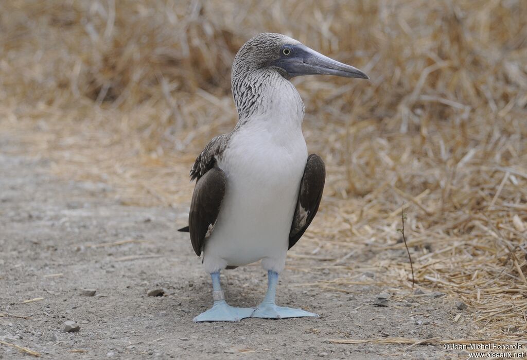 Fou à pieds bleus