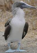 Blue-footed Booby