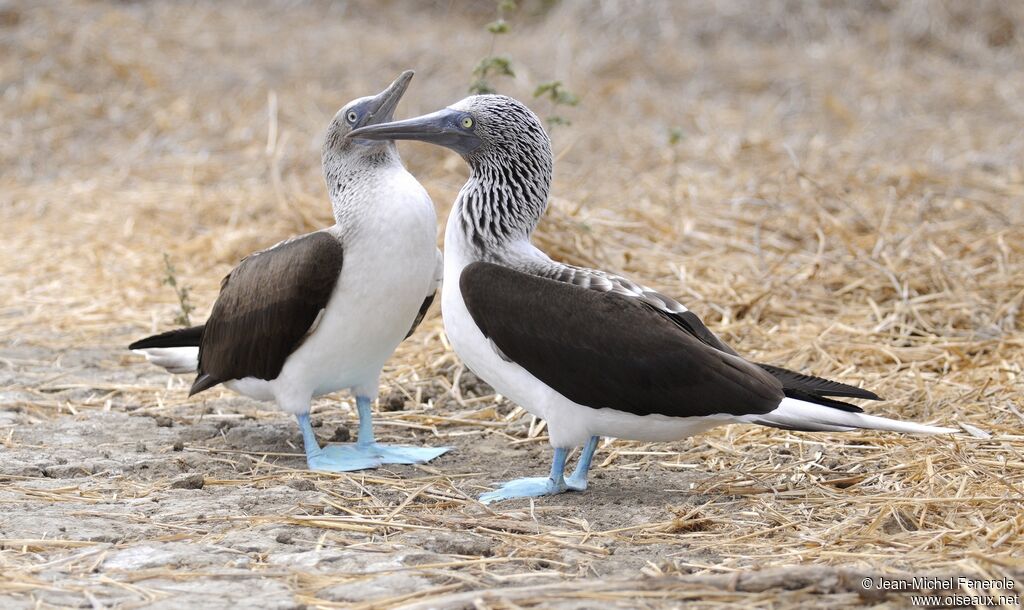 Fou à pieds bleus 