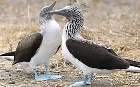 Blue-footed Booby