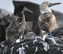 Blue-footed Booby