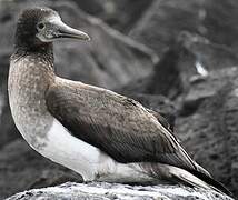 Blue-footed Booby