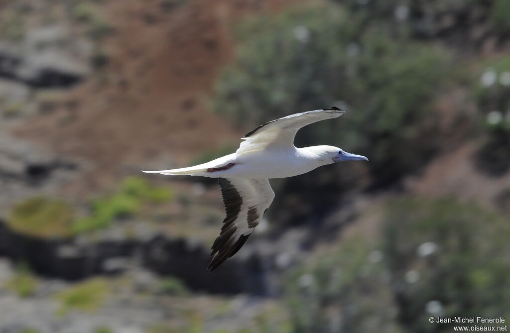 Fou à pieds rouges