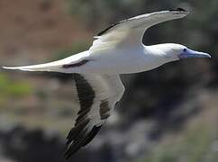 Red-footed Booby