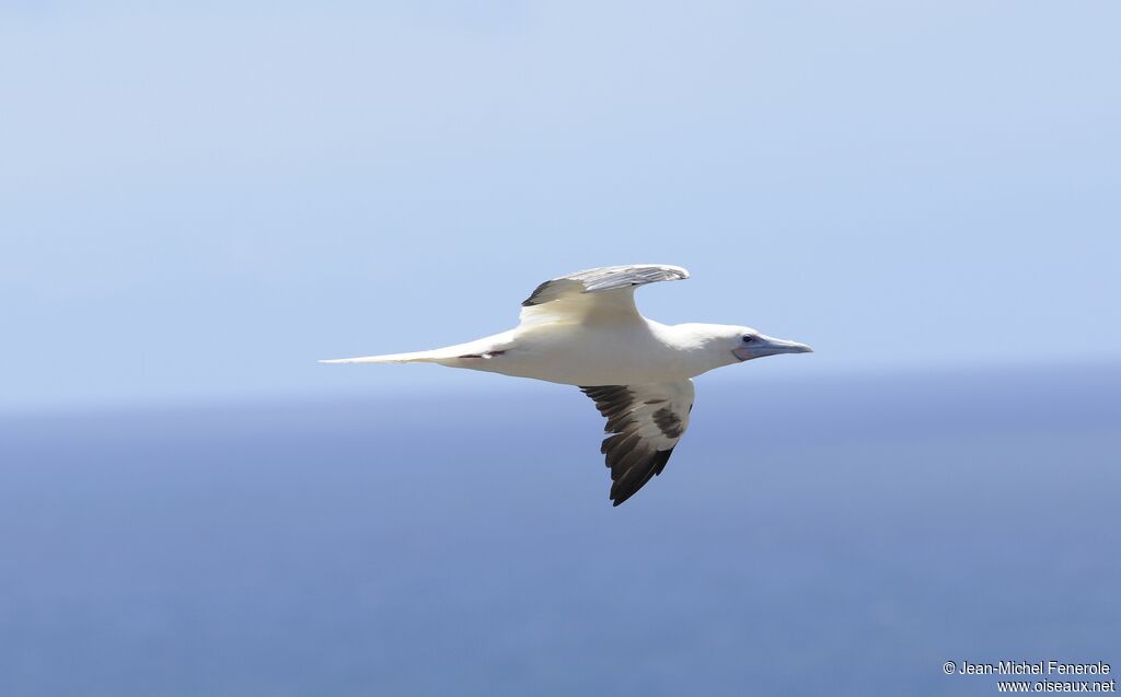 Fou à pieds rouges