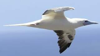 Red-footed Booby