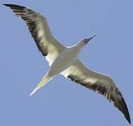 Red-footed Booby