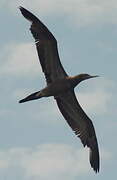 Brown Booby