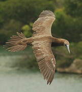 Brown Booby