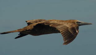 Brown Booby