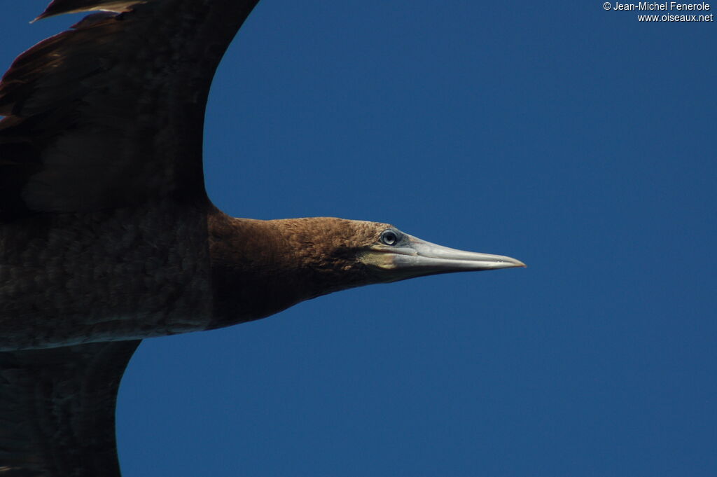 Brown Boobyimmature