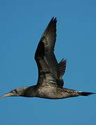 Northern Gannet