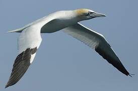 Northern Gannet