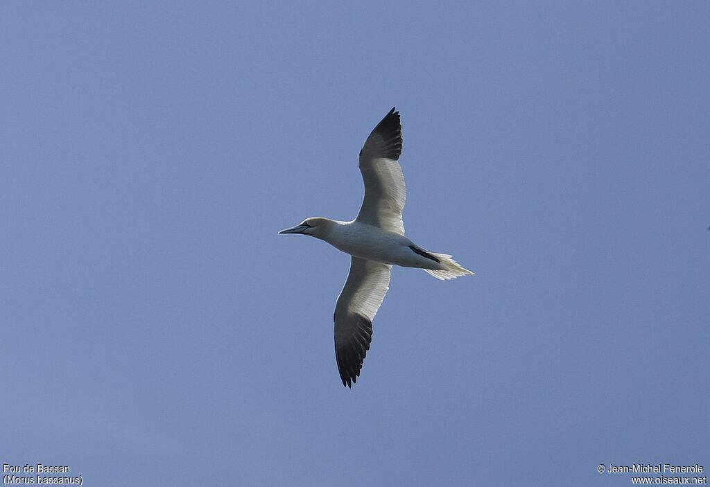 Northern Gannet