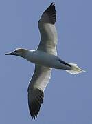 Northern Gannet