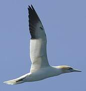 Northern Gannet