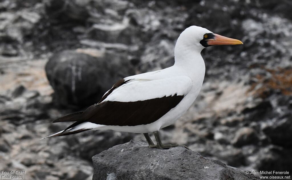 Nazca Booby