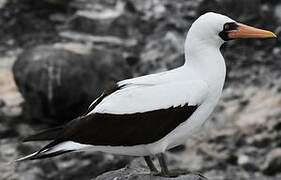 Nazca Booby