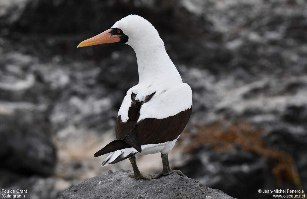 Nazca Booby