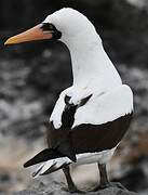 Nazca Booby