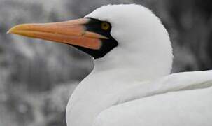 Nazca Booby