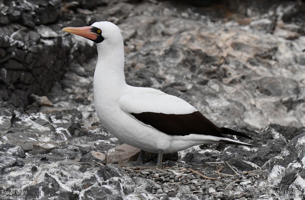 Nazca Booby