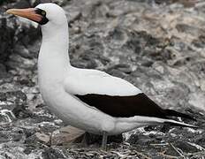 Nazca Booby