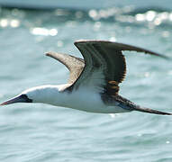 Peruvian Booby