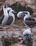 Peruvian Booby