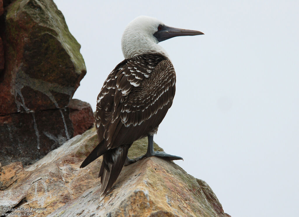 Peruvian Booby