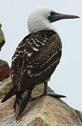 Peruvian Booby