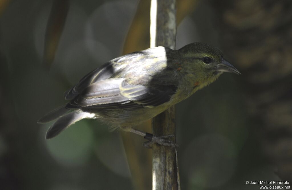 Mauritius Fody