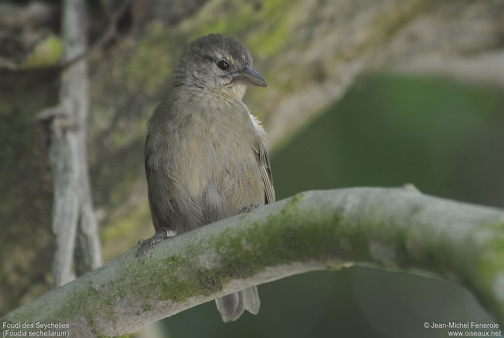 Foudi des Seychelles