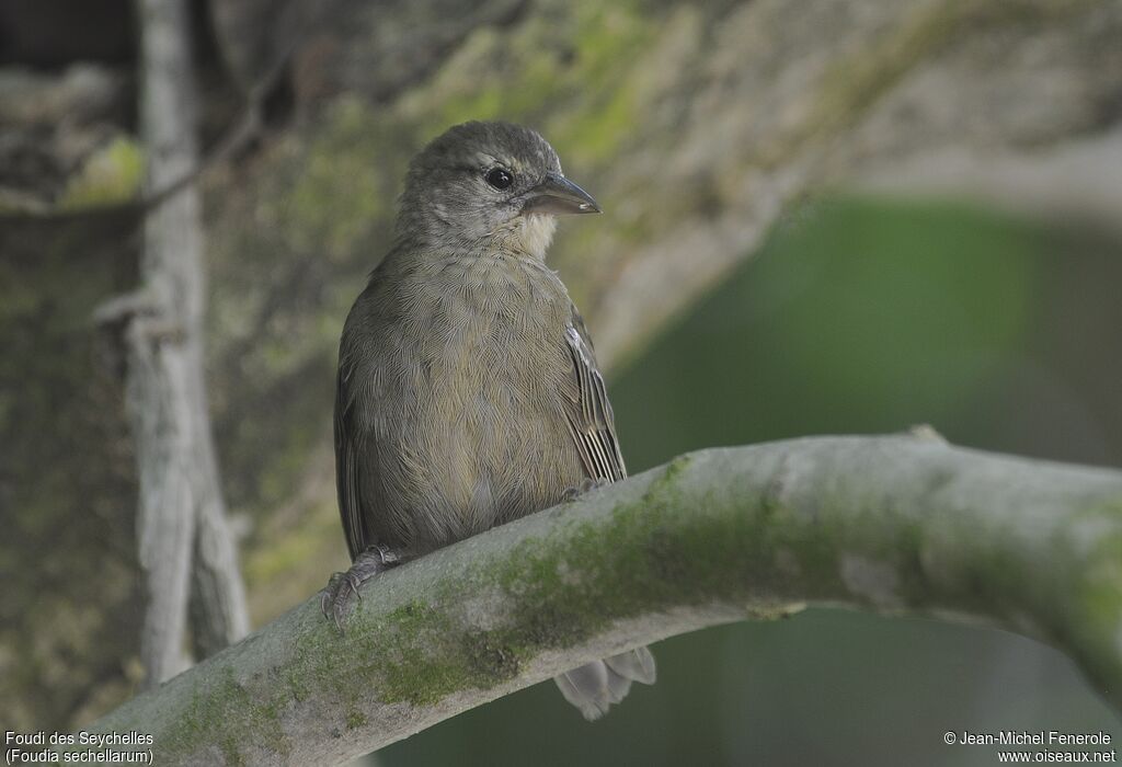 Foudi des Seychelles