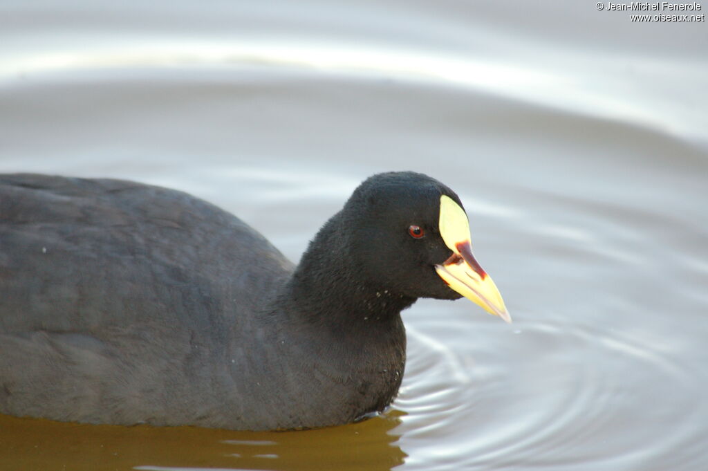 Red-gartered Cootadult