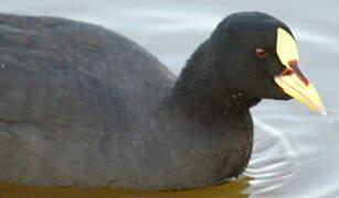 Red-gartered Coot