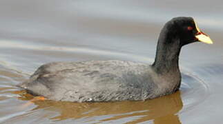 Red-gartered Coot