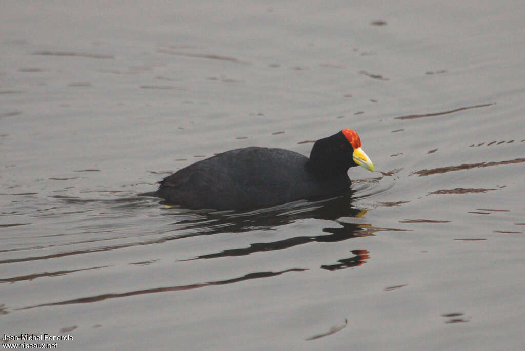 Foulque ardoiséeadulte, identification