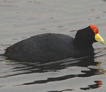 Andean Coot