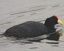 Andean Coot