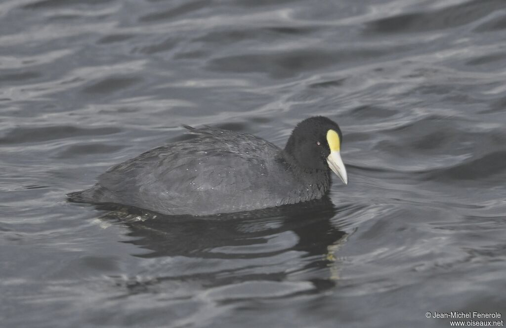 Foulque ardoisée